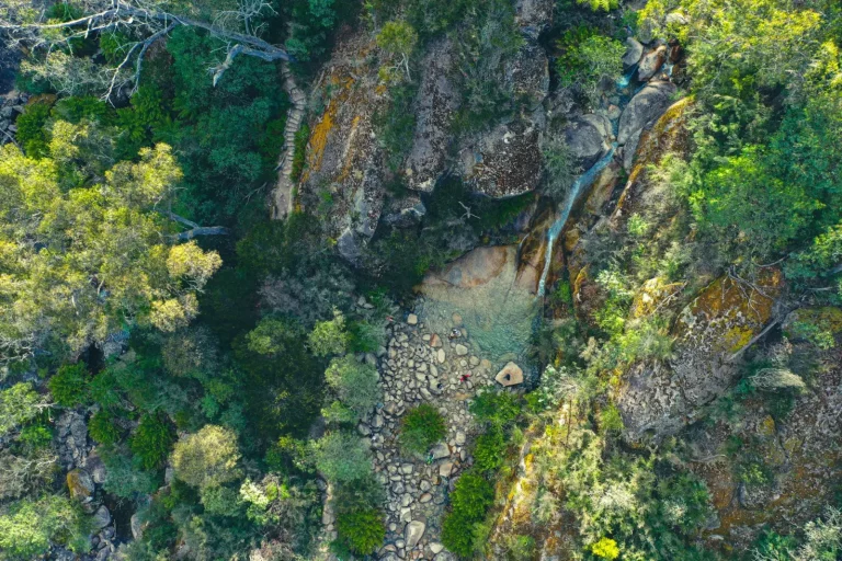 Rainforest Walks Within an Hour of Sydney