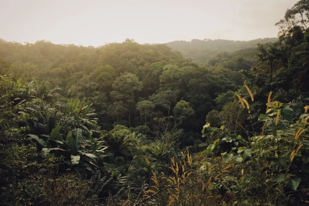 How Australian Rainforest Bats Shape Forest Health