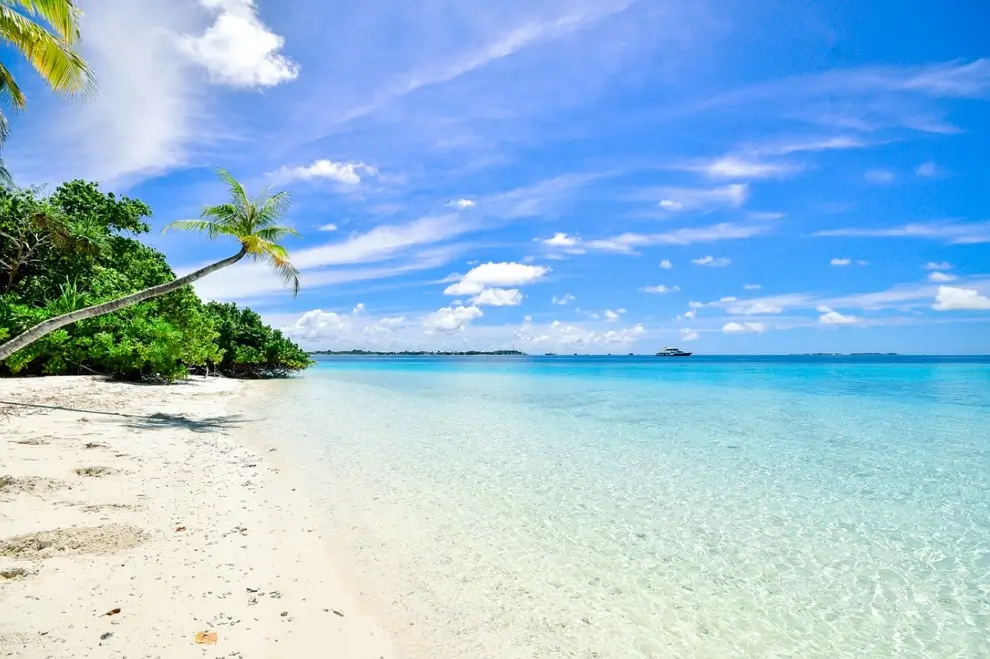 Tropical coastline surrounded by green vegetation