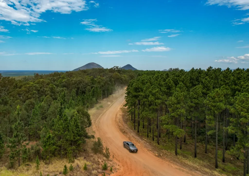 Ancient Bunya Pine Forests of Queensland