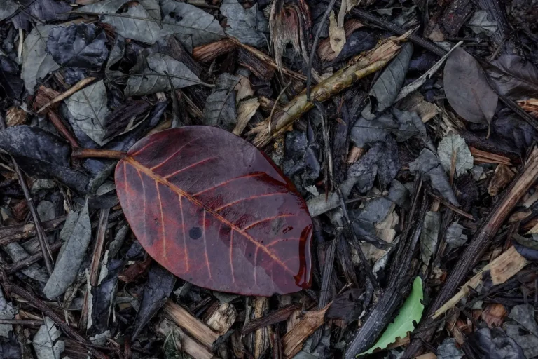 Walking Mount Tamborine's Forests After Rain Walking Mount Tamborine's Forests After Rain