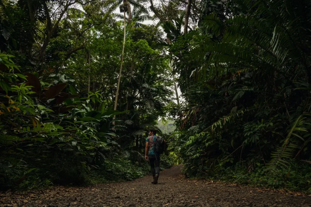 Rainforest walks near Port Douglas: what actually works