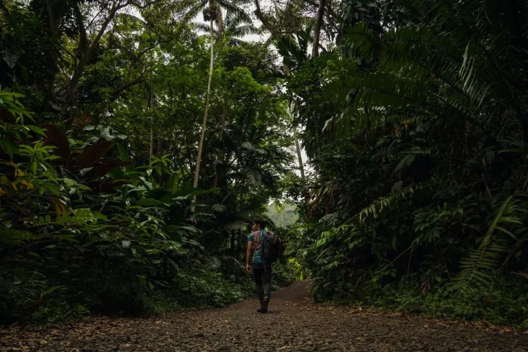 Rainforest walks near Port Douglas: what actually works Rainforest walks near Port Douglas: what actually works