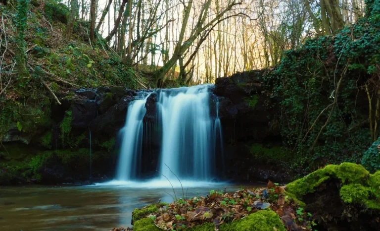 Forest Trails Around Millstream Falls: What to Expect