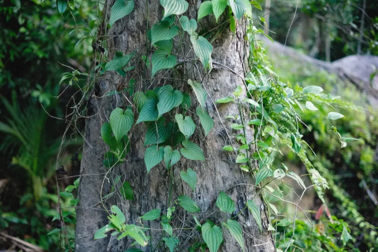 How Rainforest Vines Climb to the Canopy
