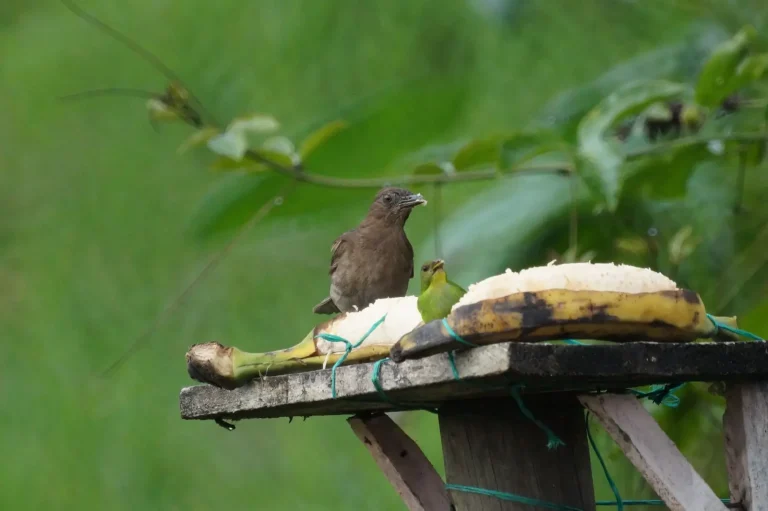 Rainforest Birds and Seasonal Fruit: Patterns in Movement and Feeding Rainforest Birds and Seasonal Fruit: Patterns in Movement and Feeding