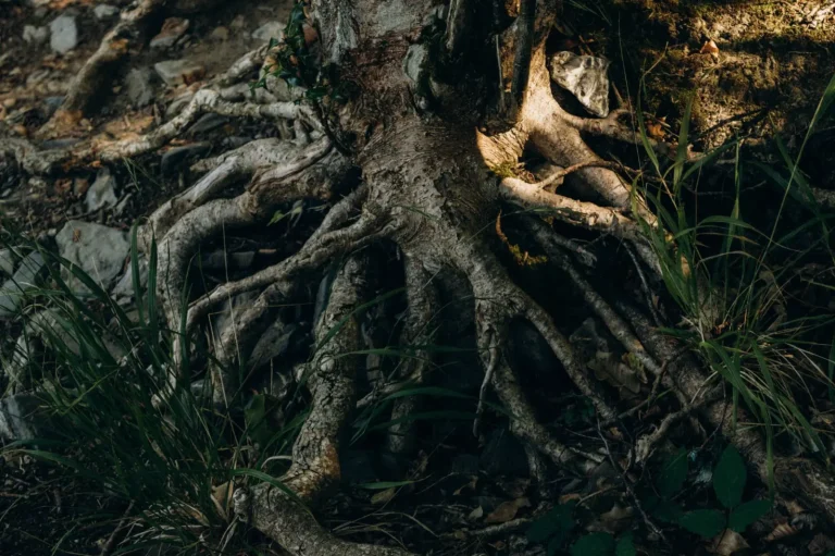 How Rainforest Trees Trade Resources Through Fungal Networks