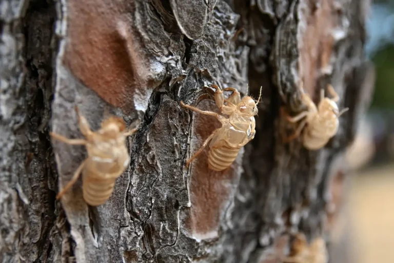 When Australian Rainforest Cicadas Begin Their Seasonal Chorus When Australian Rainforest Cicadas Begin Their Seasonal Chorus