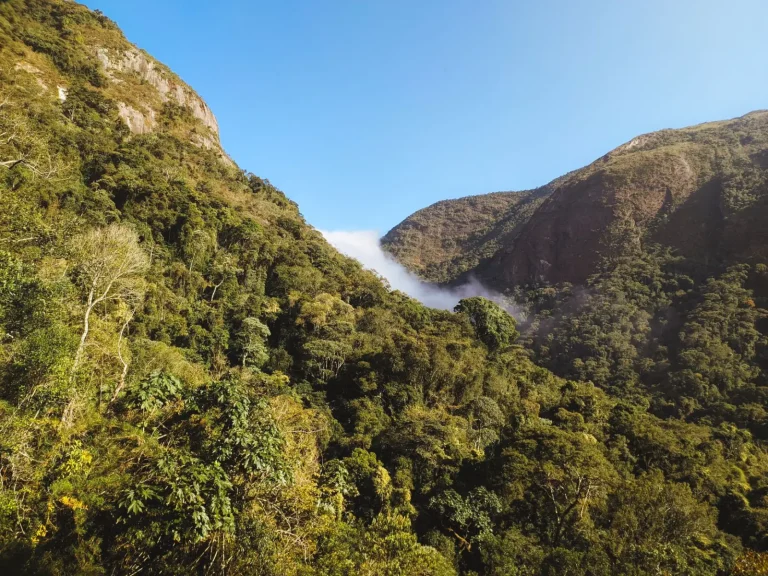 How Mountain Rainforests Capture and Hold Cloud Water How Mountain Rainforests Capture and Hold Cloud Water