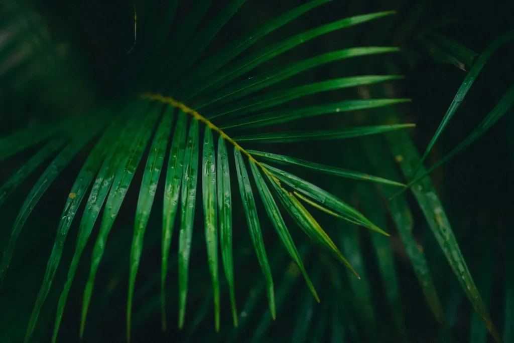 Rainforest After Rain: Where the Experience Shifts