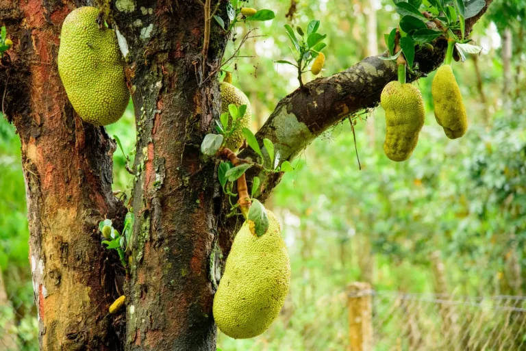 Rainforest Fruit Seasons: What Actually Ripens When Rainforest Fruit Seasons: What Actually Ripens When