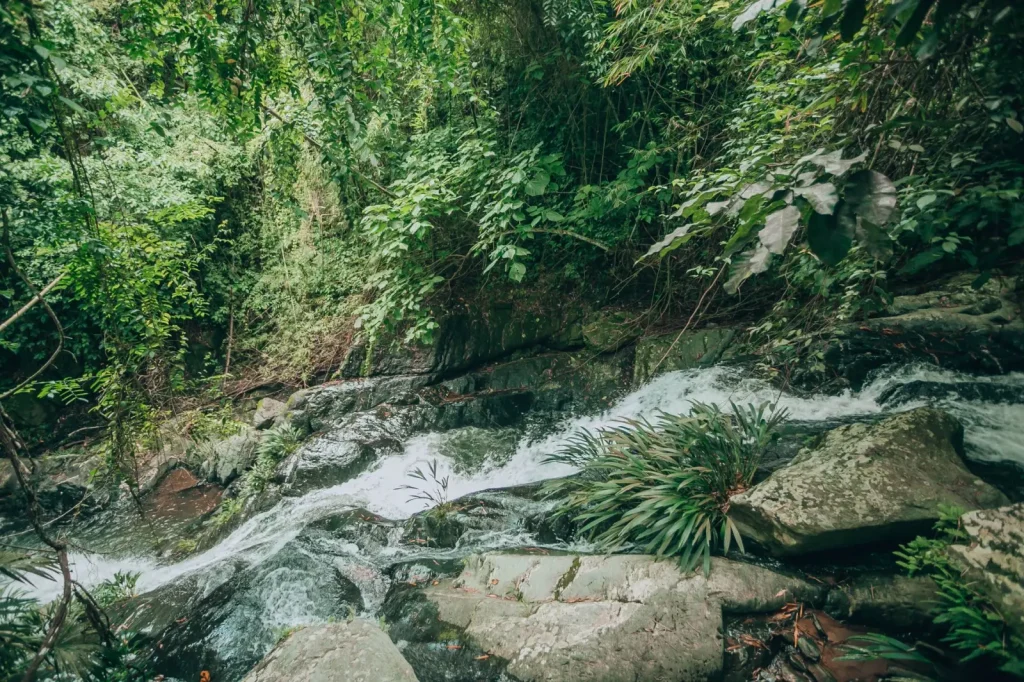 Rainforest Walks Where Rivers Matter