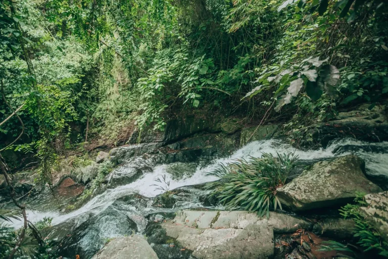 Rainforest Walks Where Rivers Matter