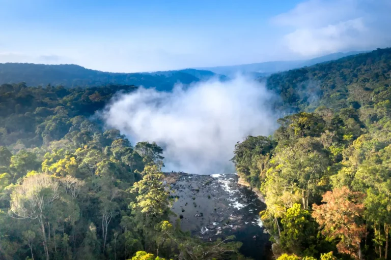 Why Rainforest Edges Host Different Wildlife Than Interior Zones Why Rainforest Edges Host Different Wildlife Than Interior Zones