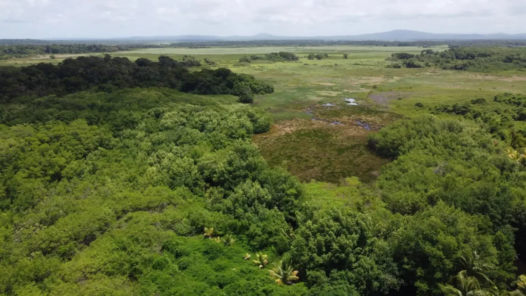 Where Australia's Rainforest Meets the Savanna