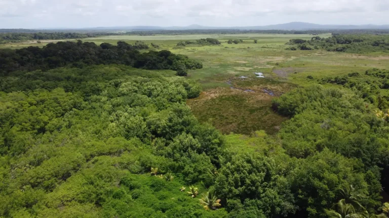 Where Australia's Rainforest Meets the Savanna