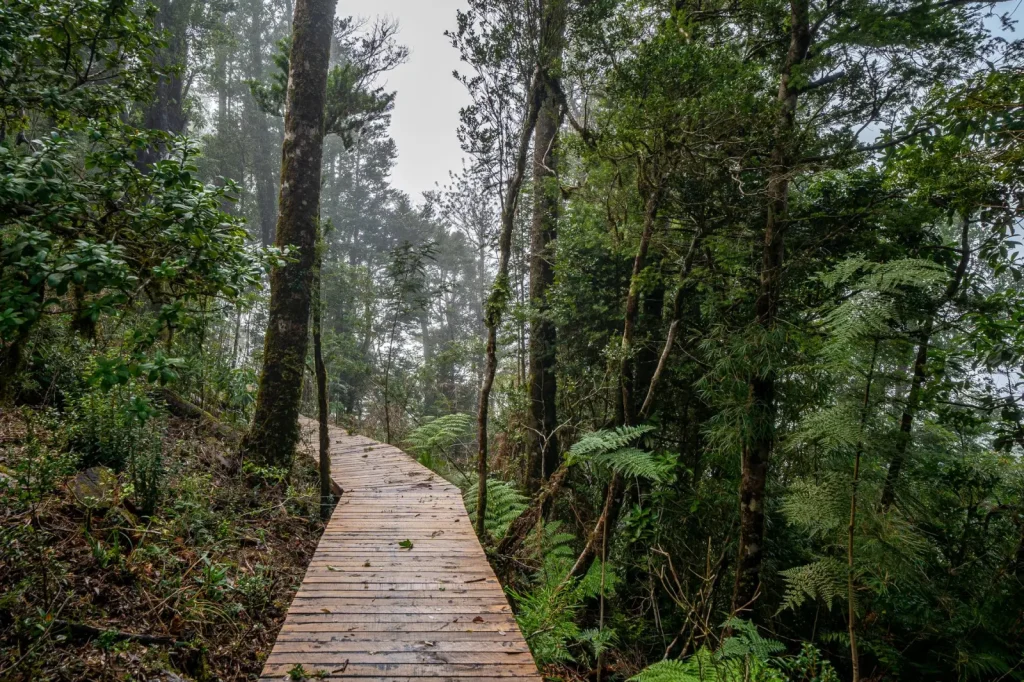 Walking the Gold Coast Hinterland: What the Forest Actually Demands
