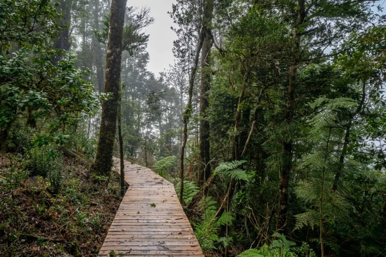 Walking the Gold Coast Hinterland: What the Forest Actually Demands Walking the Gold Coast Hinterland: What the Forest Actually Demands