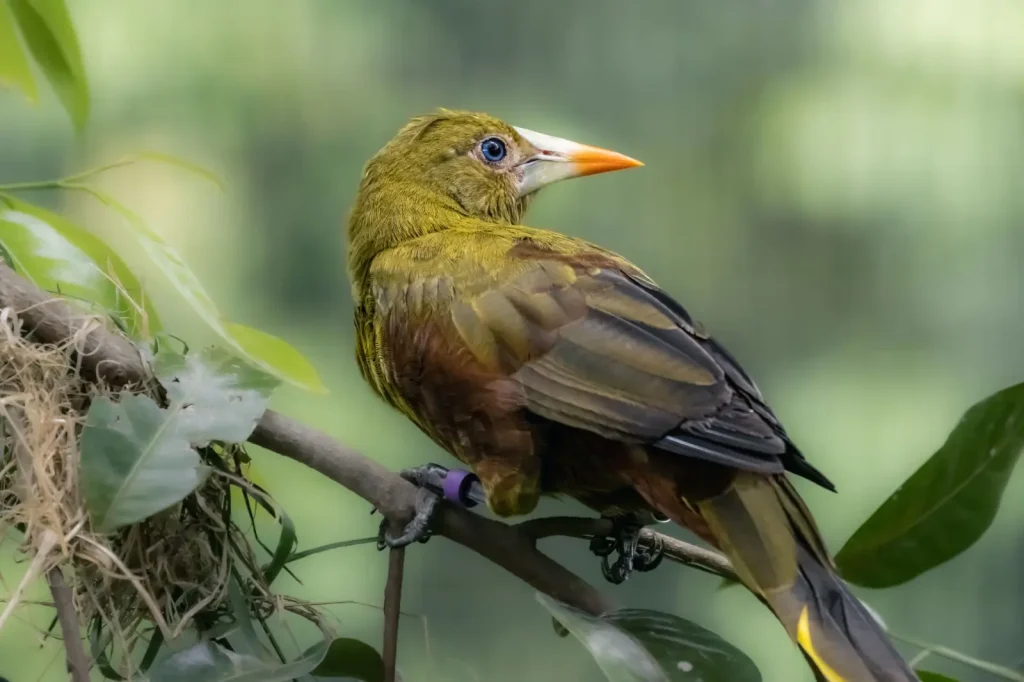 Wildlife of Cairns Rainforest: What You Actually Encounter