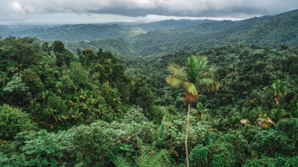 Tropical vs Subtropical Rainforest: What Actually Changes