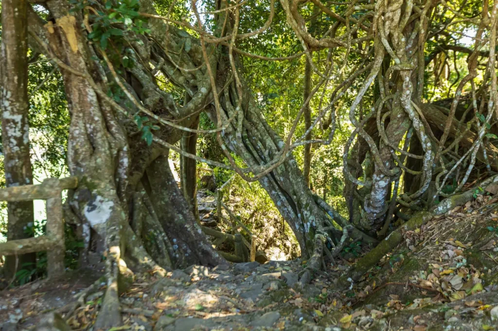 Why Subtropical Rainforests Overflow With Vines
