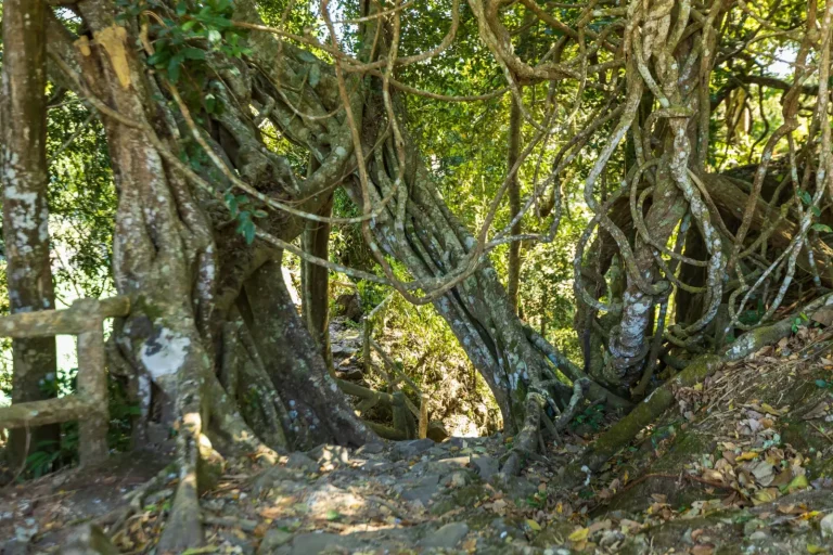 Why Subtropical Rainforests Overflow With Vines Why Subtropical Rainforests Overflow With Vines
