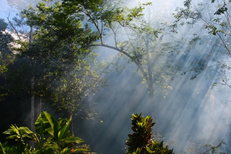 Where Rainforests Reward Patient Photography