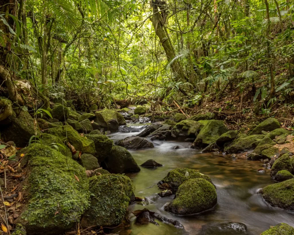 Why Rainforest Creeks Stay Clear Despite Heavy Rain