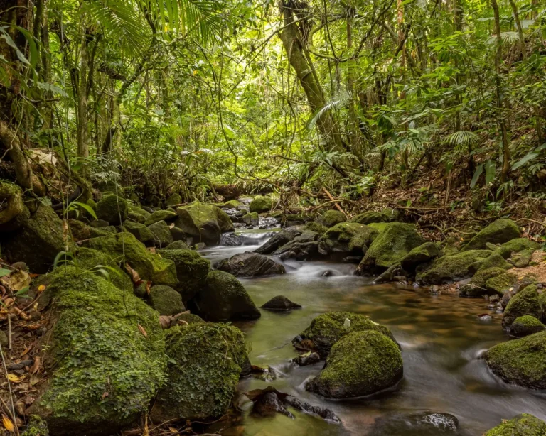 Why Rainforest Creeks Stay Clear Despite Heavy Rain