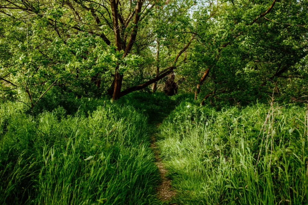 Walking Great Otway's Forests: What the Trails Actually Demand