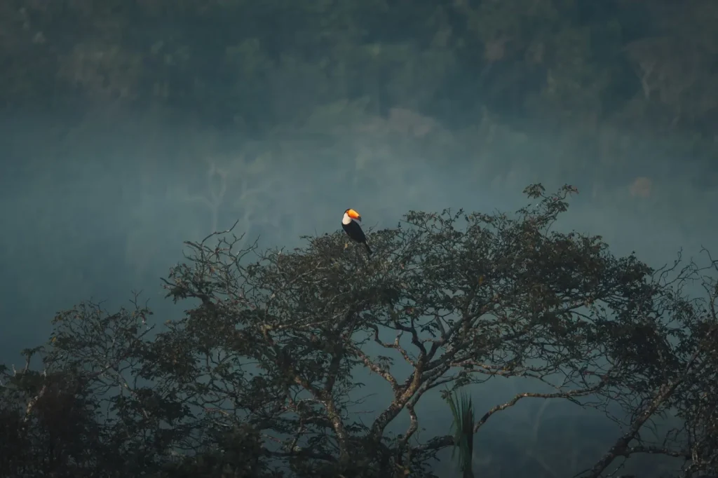How Rainforest Birds Shape Forest Regeneration