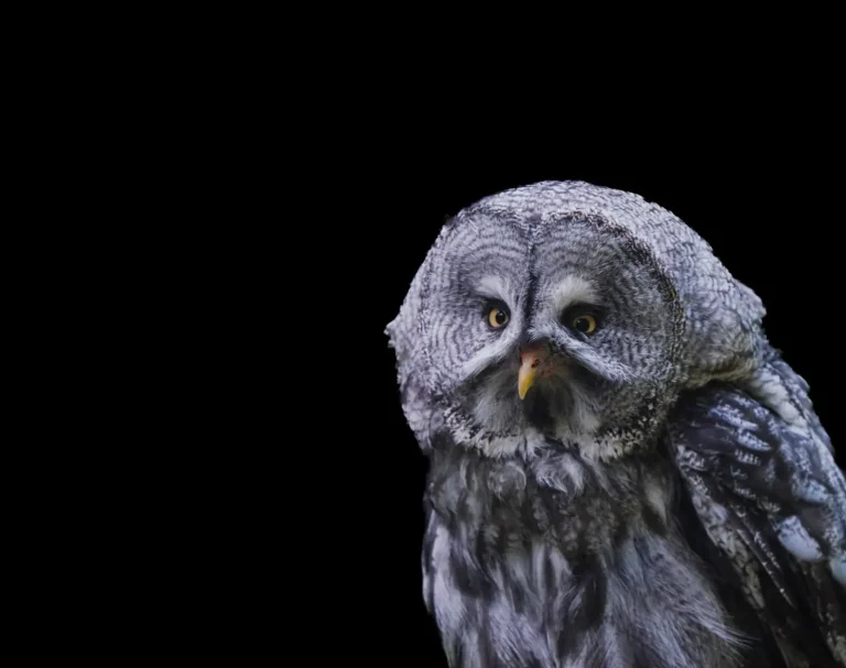 How Rainforest Animals See in Near Darkness