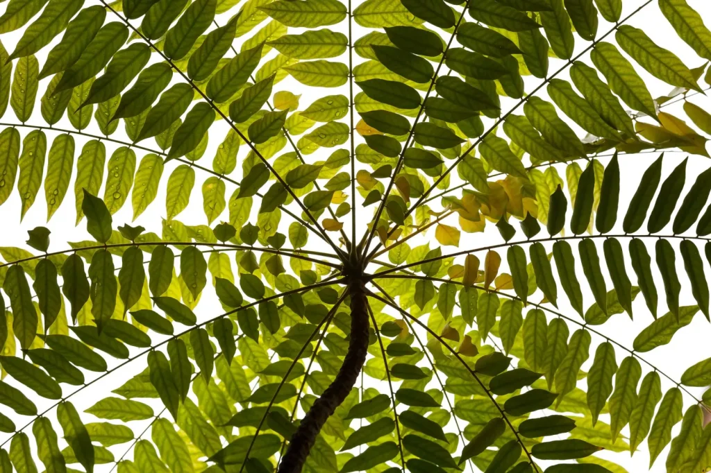 How Rainforest Plants Survive Constant Moisture