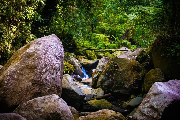 Where Rainforest Streams Actually Begin
