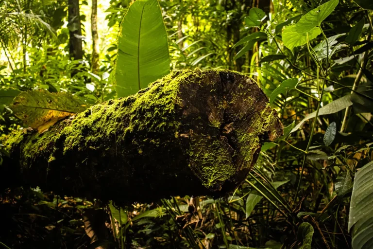 How Rainforest Plants Reclaim Fallen Trees
