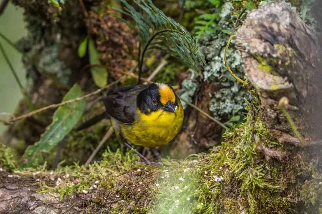 Australian Rainforest Robins: Behaviour and Habitat Reality