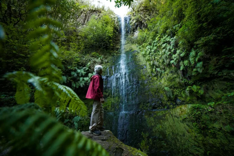Rainforest Walks Where Waterfalls Actually Reward the Effort Rainforest Walks Where Waterfalls Actually Reward the Effort