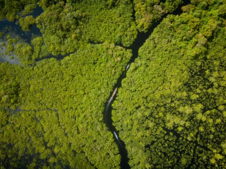 Why Rainforest Canopies Teem With Life