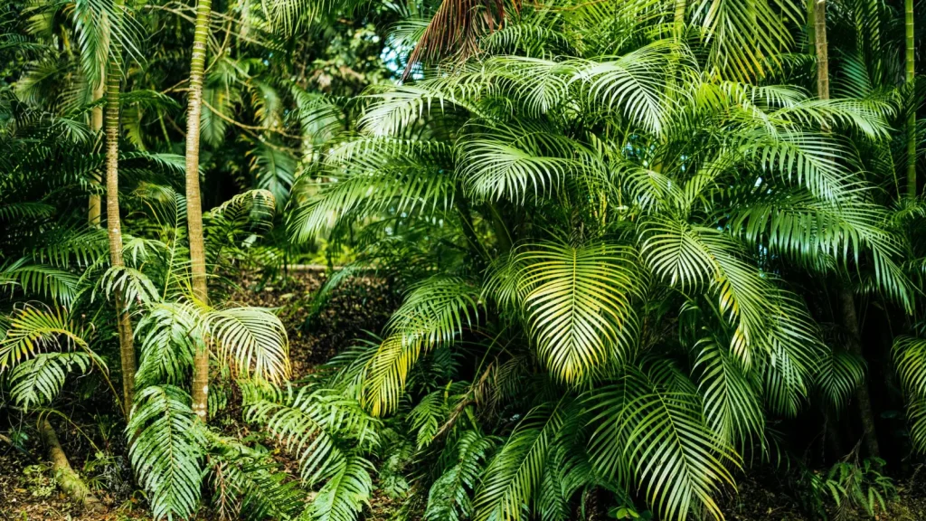 Navigating the Forest Around Jourama Falls