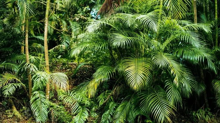 Navigating the Forest Around Jourama Falls