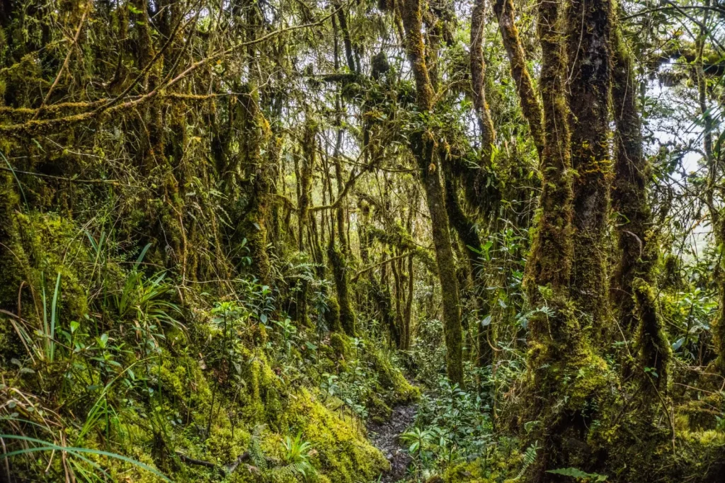 Walking the Cardwell Range: What the Forest Actually Demands