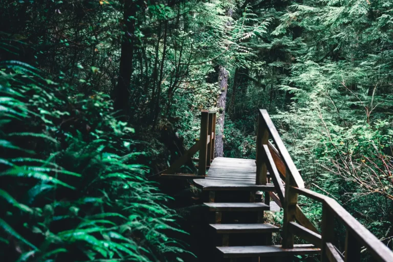 Walking the Bunya Mountains: What the Forest Actually Demands Walking the Bunya Mountains: What the Forest Actually Demands