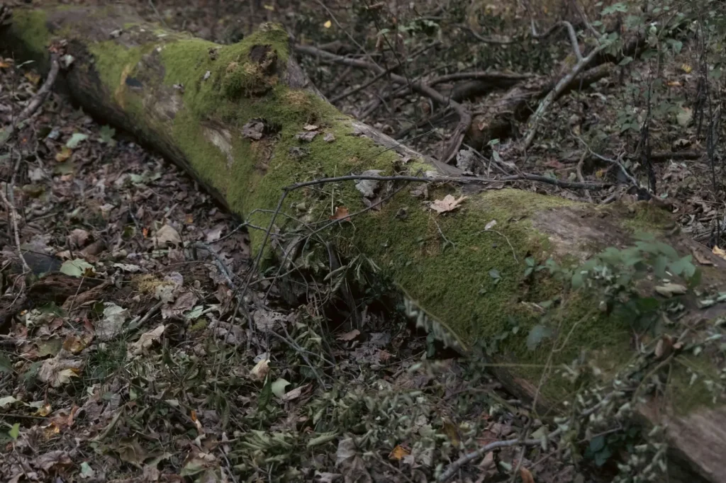 Dead Wood Fuels Rainforest Life, Not Just Decay