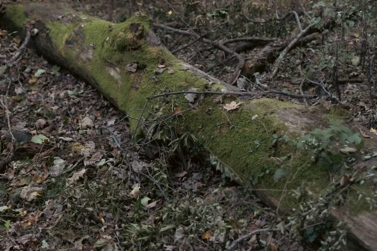Dead Wood Fuels Rainforest Life, Not Just Decay Dead Wood Fuels Rainforest Life, Not Just Decay