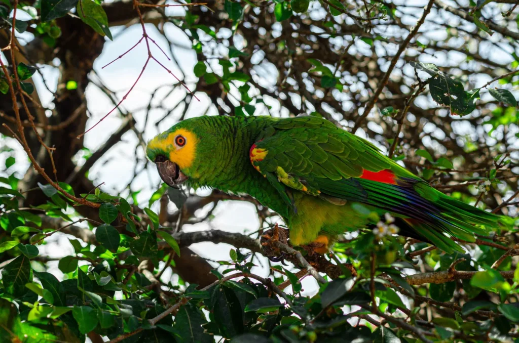 Wildlife of the Tweed Caldera Rainforest