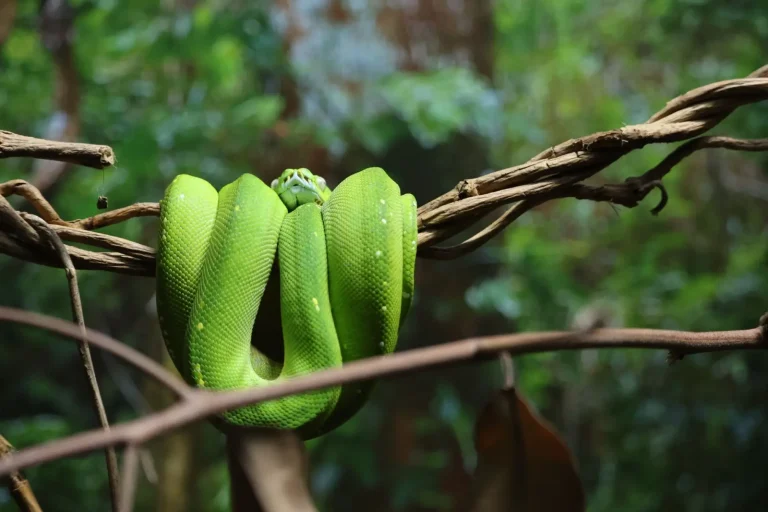 Living with Australian Rainforest Pythons