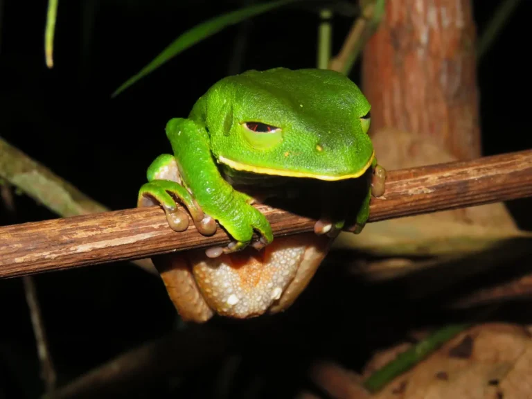 Why Rainforest Frogs Fail When Their World Changes Why Rainforest Frogs Fail When Their World Changes