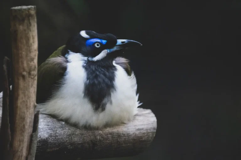Honeyeaters of Australian Rainforests: Behaviour and Habitat Realities