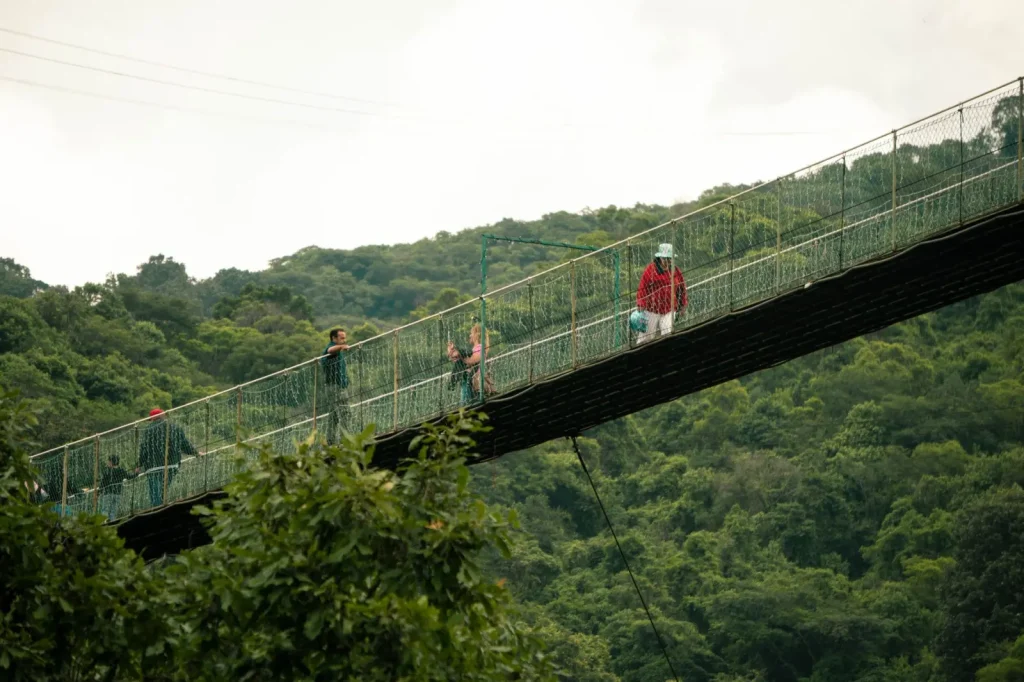 Rainforest Walks That Won't Exhaust You