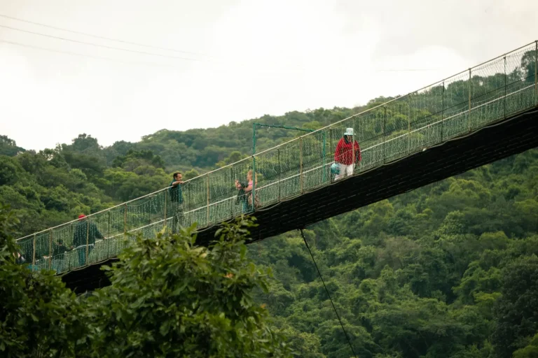 Rainforest Walks That Won't Exhaust You